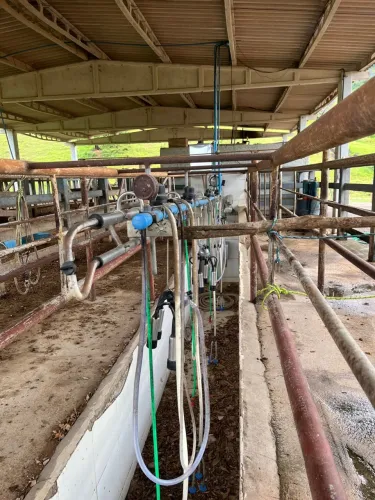 Ordenha mecânica 4 conjuntos Delaval 