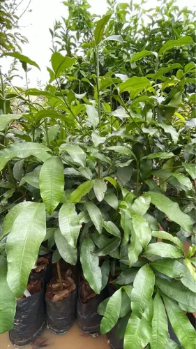 Mudas de Achachairu 