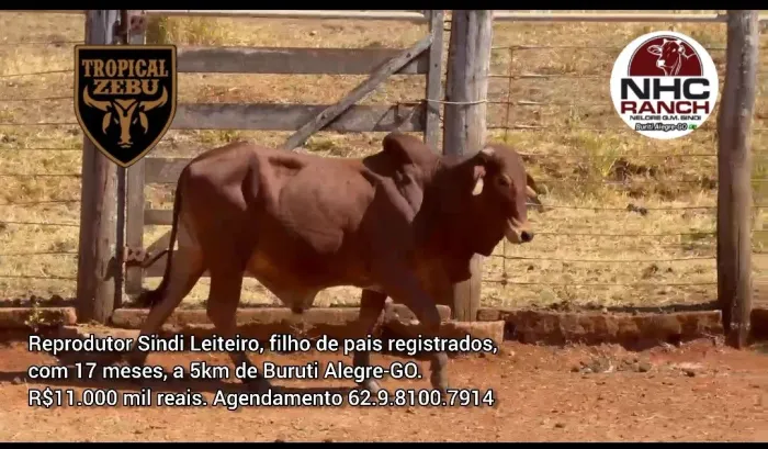 Reprodutor Sindi Leiteiro 17 meses em Buruti Alegre-GO 