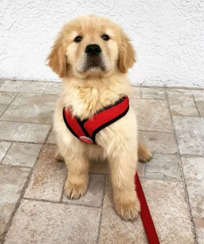 Filhote Golden Retriever com peitoral vermelho