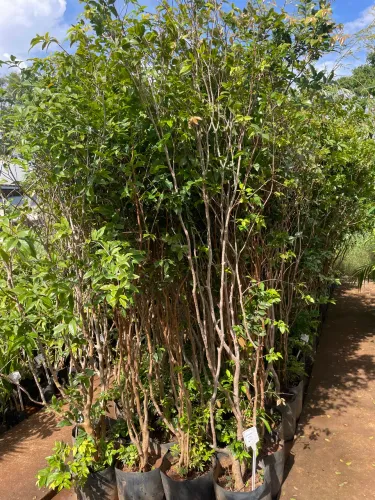 Muda de Jabuticaba Híbrida 