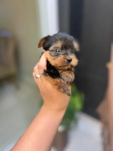 yorkshire mini