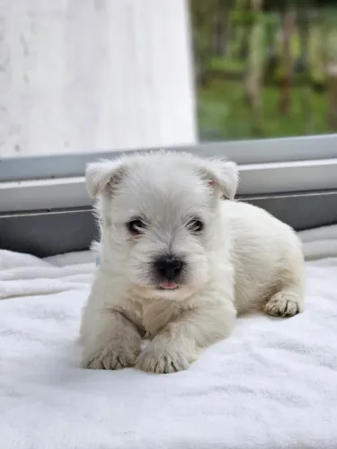 West Terrier | @canil.alesnewworld
