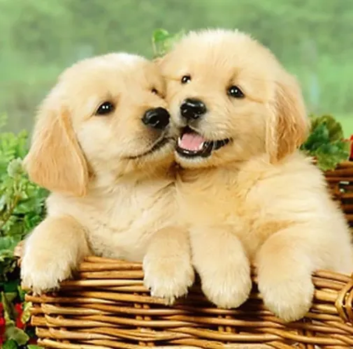 Golden filhotes- vai transformar seus dias