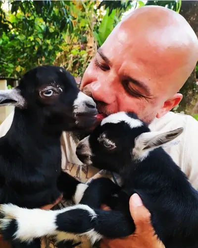 Mini Cabras filhotes disponíveis