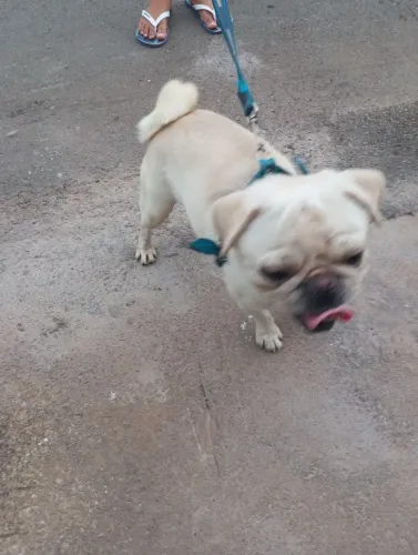 Macho branco top pug para cruza