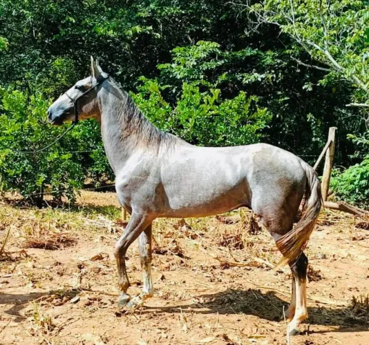 Vende se Cavalo MM tem papel tem boniteza e tem andamento