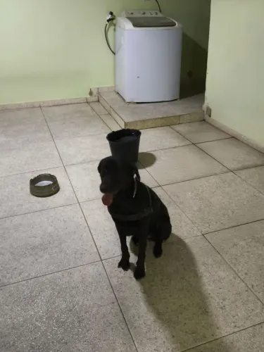 Doando linda e docil lacradora americana