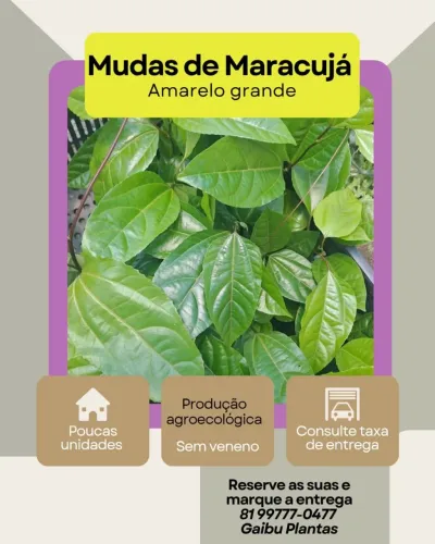 Mudas de Maracujá Grandes e Saudáveis +6 Meses