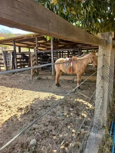 Fazenda à venda - 225m² em Inhobim Distrito de Vitória da Conquista 