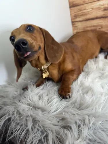 Dachshund FÊMEA Caramelo SUPER OFERTA