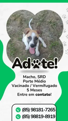 Cão Filhote para Adoção