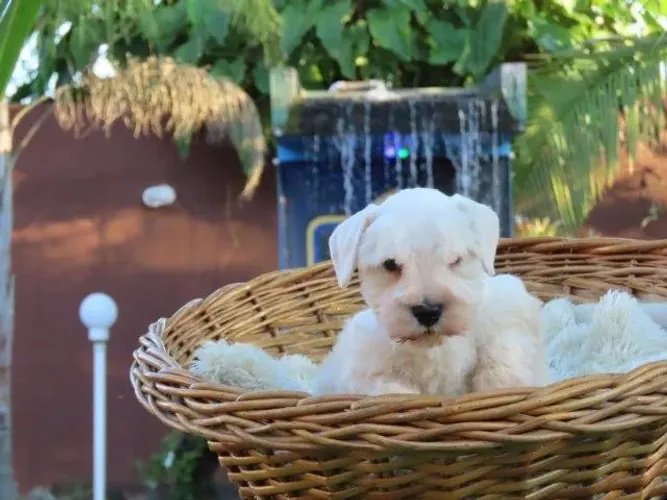 Schnauzer Miniatura macho BRANCO chip 3718 Tajj Mahall lindo Curitiba Vacina importada