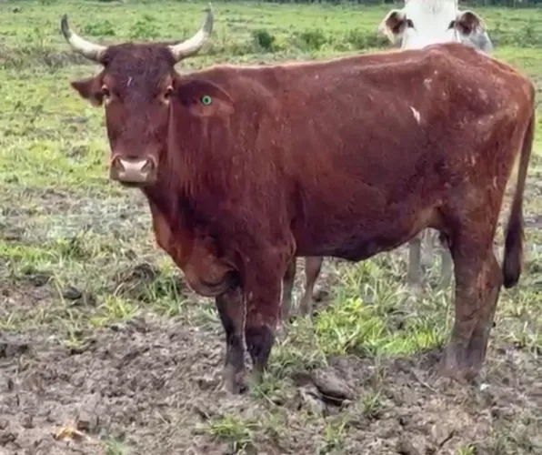 Vaca Devon 