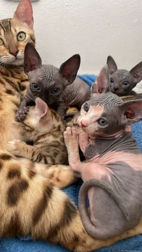 Gato Sphynx (pelado) disponível pra reserva 