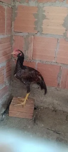 Vendo frango e fragas ração costeira e Wolverine preço variados dependendo do tamanho