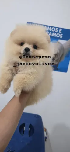 FILHOTE DE LULU DA POMERANEA