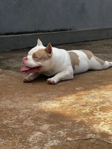 American Bully Merle Exótico