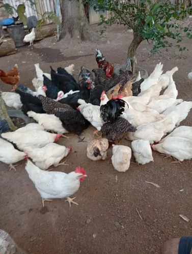Galinhas e Galos