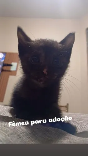 Gatinha para adoção