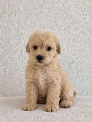 Filhote de Poodle Toy Macho