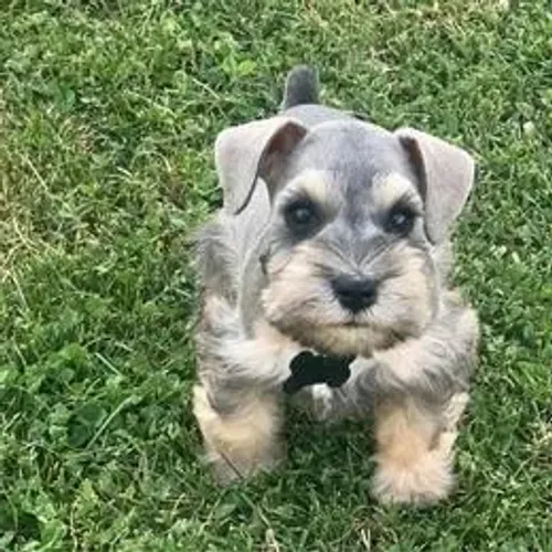 Schnauzer,Schnauzer Filhote Top Padrão da Raça