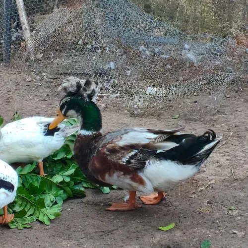 Marreco, Marrecos Pompom, Patos