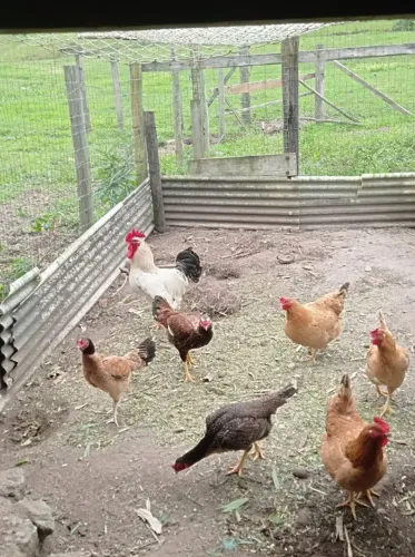 Galinhas Caipiras e Galo GSB