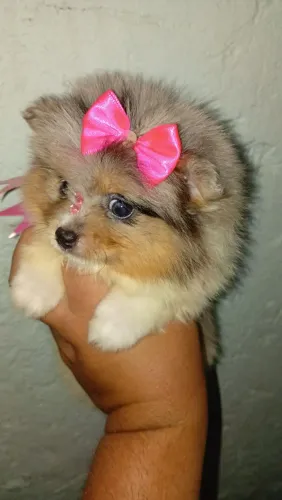 Lulu da Pomerânia merle Spitz alemão