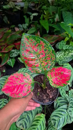 Mudas de Plantas: Aglaonema pink