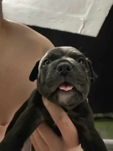Filhote de american bully 