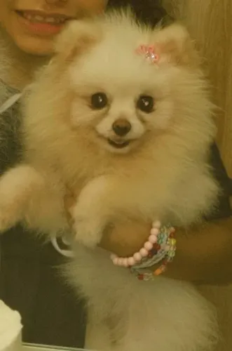 Vendo Lulu da pomerania( fêmea) 