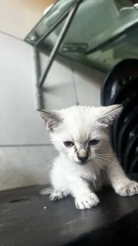 Doando Gatinhas