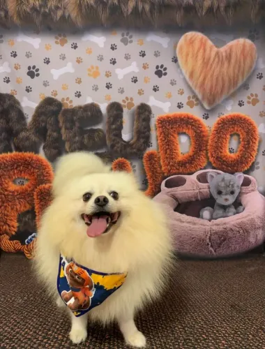 Lulu da Pomerânia procuro namorada