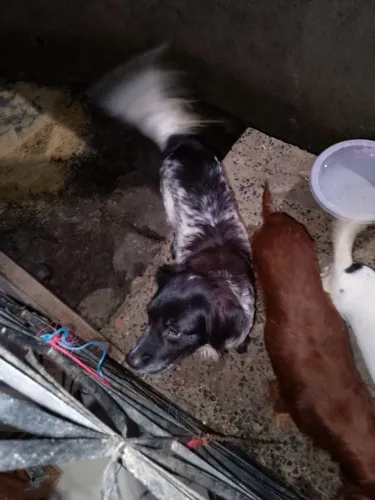 Cachorros para doação!