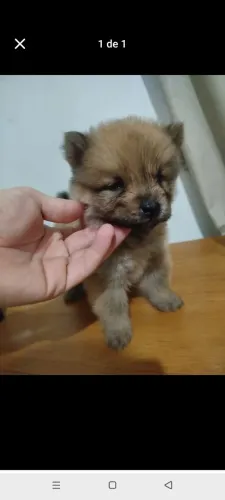 Filhote de Chow Chow