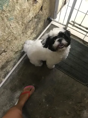 Shitzu macho disponível para cruza/cobertura