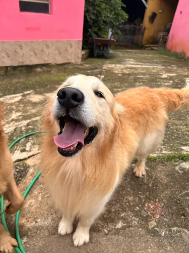 Doa se Golden Retriever