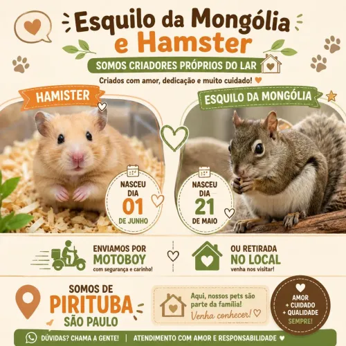 Gerbil