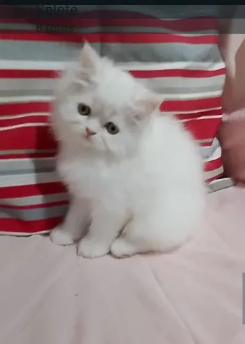 Vendo gato filhotes persa show