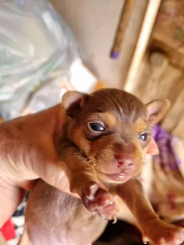Pinscher machos zero