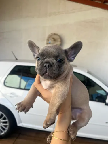 Buldogue francês Macho pedigree Blue 