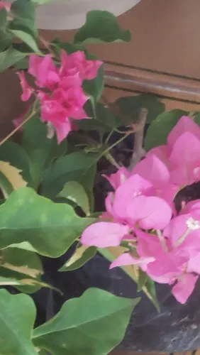Bougainville biocolor duas cores diferentes
