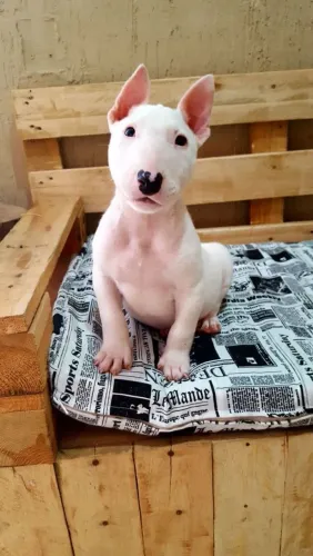 Filhote de Bull terrier para compartilhar grandes momentos
