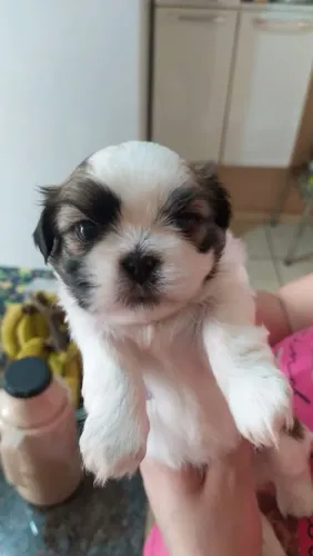 Lhasa Apso gracinha em 4 patas imperdível hoje