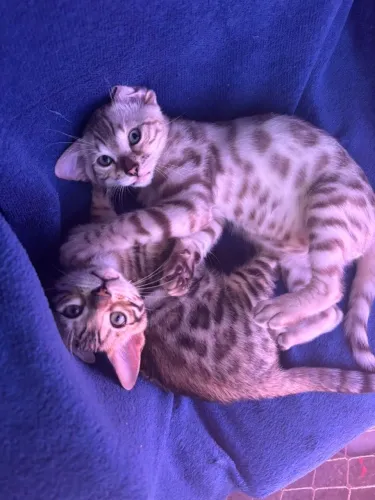 Bengal