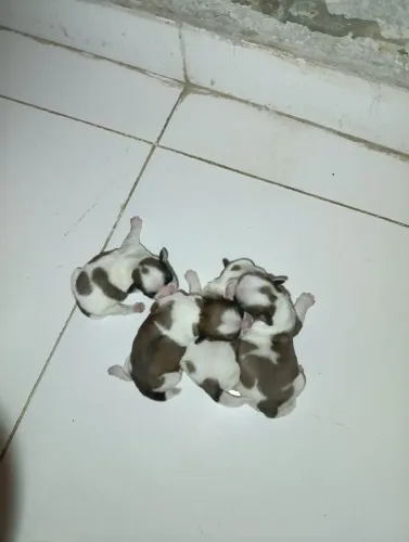 Filhote de Shih Tzu macho