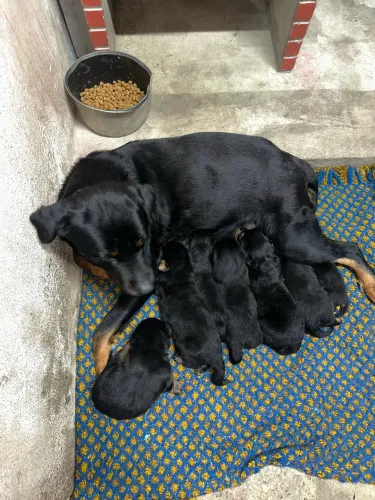 Filhote Rottwalier