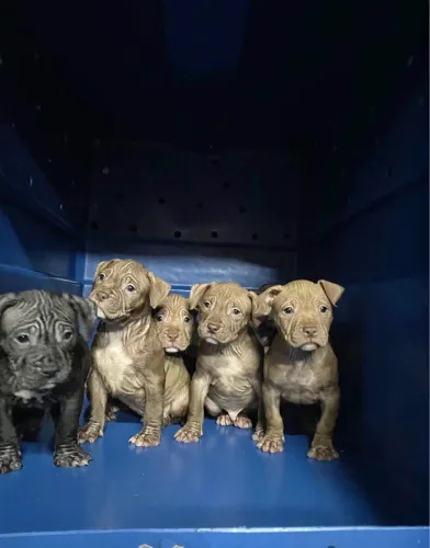 Doação Filhot de pit bul