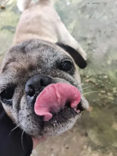 Cachorro PUG idade:+-4 anos